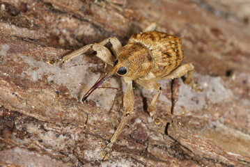Curculio nucum, Linnaeus, 1758 Haselnussbohrer 30.04.2011 DE, NRW, Leverkusen © Tim's insects