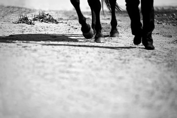 Legs of a man in shoes and trousers and hooves of horses walking nearby. Black and white shot