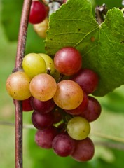 A Bunch of Red and Green Grapes Ripening on a Vine With a Leaf