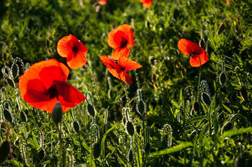 Group of red poppies in a field with dew, illuminated by the sun in the morning.