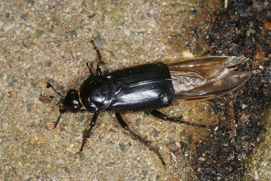 Nicro Bilder Durchsuchen 21 Archivfotos, und Videos