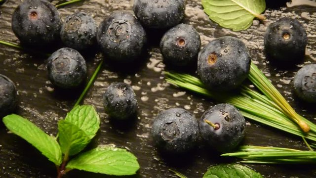 Vaccinium myrtillus