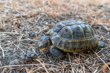 Land tortoise walking on dry grass