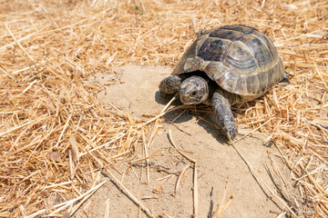 Steppe mediterranean turtle on dry grass