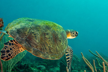 A beautiful green sea turtle swims glides over a Caribbean reef in Grenada, West Indies.