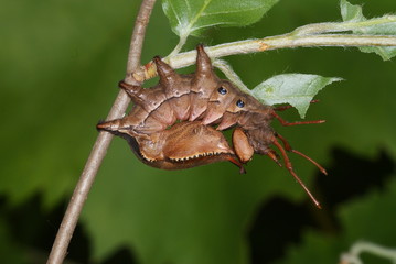 Stauropus fagi (LINNAEUS, 1758) Buchen-Zahnspinner, Raupe 13.06.2011 DE, NRW, Leverkusen
