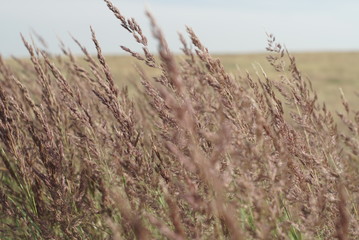 grass seeds in the summer close up