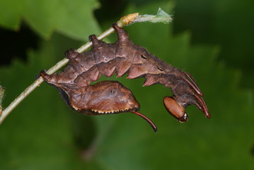 Stauropus fagi (LINNAEUS, 1758) Buchen-Zahnspinner, Raupe 13.06.2011 DE, NRW, Leverkusen