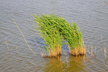 reeds in the lake