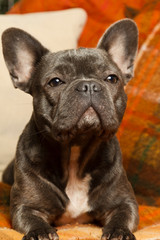 French bulldog in blue color with attentive look lying on the sofa