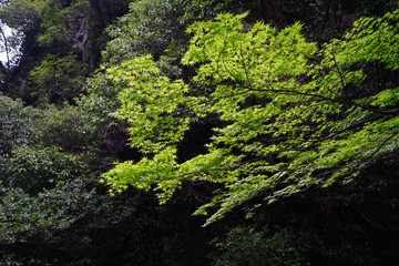 Landscape of Minoh