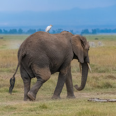 Western cattle egret on the back on an elephant in Africa, funny animals in the savannah