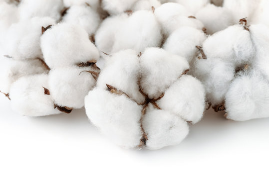Close up of cotton bolls