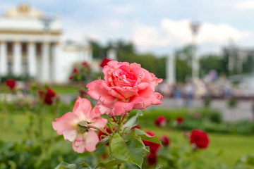 Pink roses on blurred background