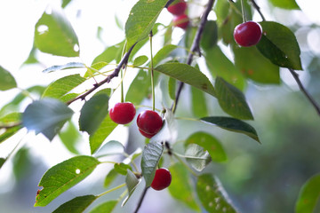 cherries on a tree branch with green leaves