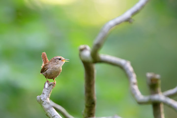 Eurasian wren (Troglodytes troglodytes) singing in the nature protection area Moenchbruch near Frankfurt, Germany.