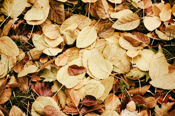 Autumn leaves background Old colorful autumn leaves