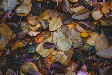 Autumn leaves background Old colorful autumn leaves