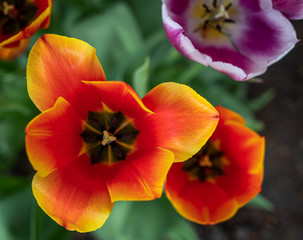 Obraz premium Tulip