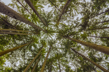 Trees from below