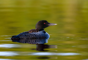 Baby common loon chick takes ride and sleeping on the back of its parent in early morning light © FotoRequest