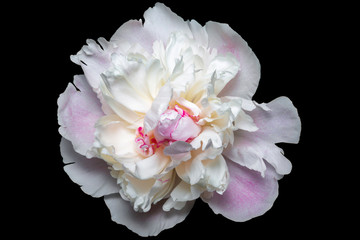 Fototapeta na wymiar white pink Paeonia on the black background