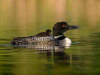 A baby common loon chick takes ride on the back of its parent in green water © FotoRequest