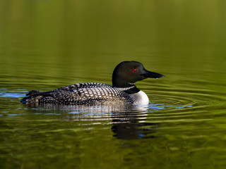 Common Loon with Reflection Swimming in Green Water