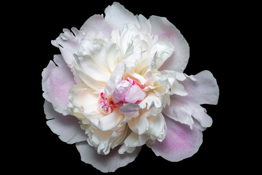 white pink Paeonia on the black background
