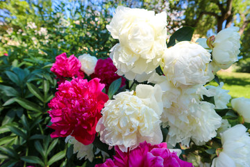 bouquet of blooming red and white peony flowers closeup