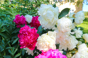 bouquet of blooming red and white peony flowers closeup