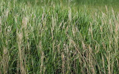 common reed or Phragmites australis along a ditch