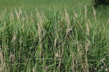 common reed or Phragmites australis along a ditch