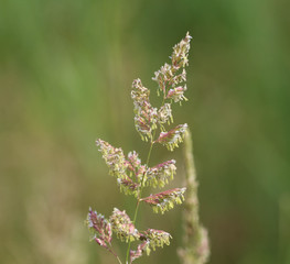 Phalaris arundinacea, known also as reed canary grass or gardener's garters