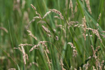 Holcus lanatus, common names include Yorkshire fog, tufted grass, and meadow soft grass