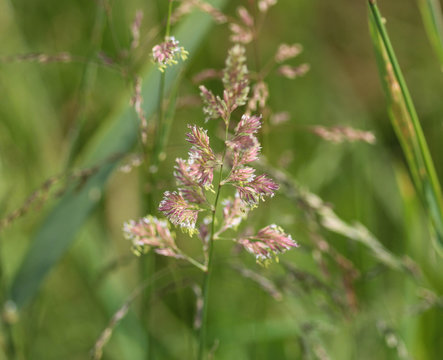 Phalaris arundinacea, known also as reed canary grass or gardener's garters