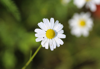 Matricaria chamomilla, commonly known as chamomile , Italian camomilla, German chamomile, Hungarian chamomile (kamilla), wild chamomile or scented mayweed, blooming in the summer seasonM