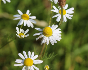 Fototapeta premium Matricaria chamomilla, commonly known as chamomile , Italian camomilla, German chamomile, Hungarian chamomile (kamilla), wild chamomile or scented mayweed, blooming in the summer seasonM