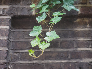 ivy plant and wall background