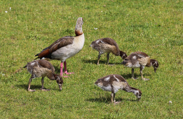 couple Egyptian goose (Alopochen aegyptiaca) with their young chicks eating grass