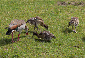 couple Egyptian goose (Alopochen aegyptiaca) with their young chicks eating grass
