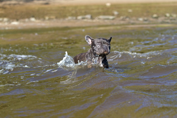 French bulldog on the beach go into the water to swim