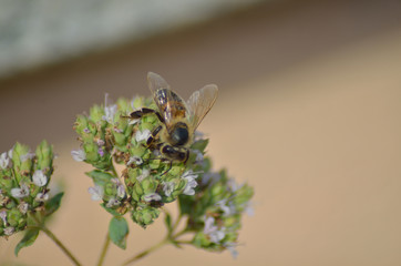 Bee on origan flowers