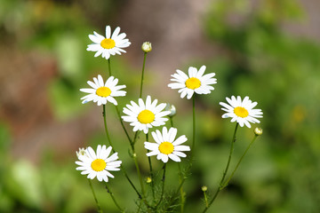 Fototapeta premium field of daisies