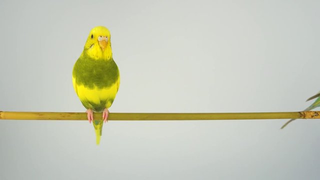 Two wavy parrots are sitting on a stick on a white background