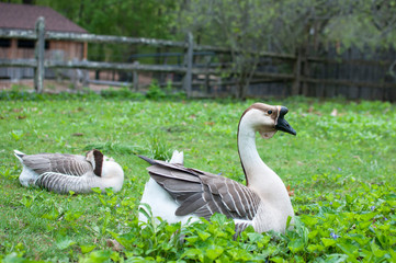 Chinese Geese