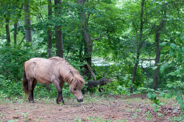 Mini horse in the Woods
