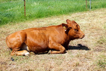 Braune Milchkuh auf einer Wiese
