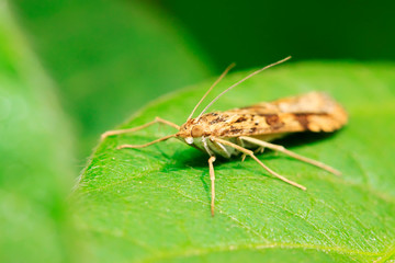 Moth insects on plant