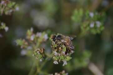 Bee on origan flowers